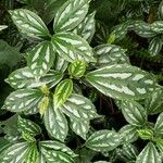 Pilea cadierei Leaf