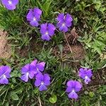 Viola calcarata Blüte