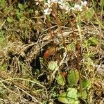 Micranthes californica Habit