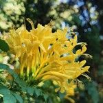 Tecomaria capensis Blüte