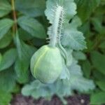 Papaver somniferumFrucht