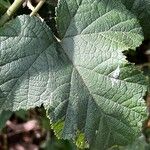 Rubus moluccanus Leaf