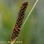 Carex binervis Frukt