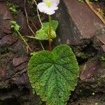 Begonia picta Агульны выгляд