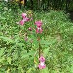 Impatiens glanduliferaBlomst