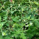 Geranium sibiricum Elinympäristö