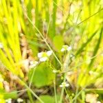 Alisma triviale Flower