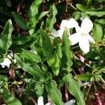 Jasminum polyanthum Листок