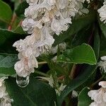 Fallopia baldschuanica Flower