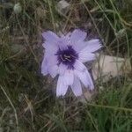 Catananche caerulea Квітка
