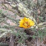 Cylindropuntia acanthocarpa Virág