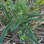 Onosma arenaria List