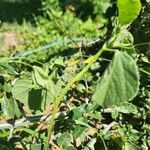 Hibiscus calyphyllus 叶