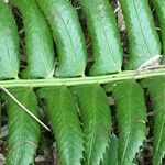 Polystichum lonchitis Лист