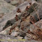 Luzula spicata ശീലം