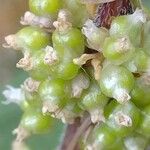 Cuscuta europaea Ffrwyth