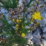 Hypericum empetrifolium Leaf