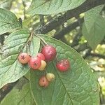Cotoneaster bullatus 果實