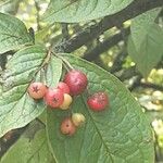 Cotoneaster bullatus Frucht