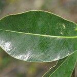 Ficus reflexa List