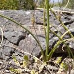 Dipcadi serotinum Leaf