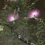Calliandra brevipes Flor