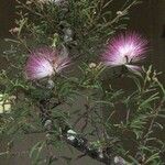 Calliandra selloi Kvet