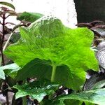 Podophyllum cv. 'Kaleidoscope' List