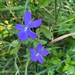 Viola cornuta Flower