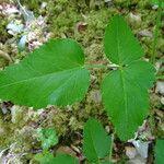 Laserpitium latifolium Fulla