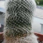 Mammillaria hahniana 整株植物