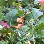 Brassica juncea पत्ता