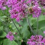 Adenostyles alpina Fula
