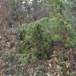 Juniperus communis Συνήθη χαρακτηριστικά