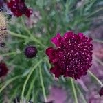 Scabiosa atropurpureaFloare