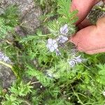 Phacelia tanacetifoliaFlower