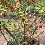 Malus prunifolia 整株植物