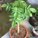 Kalanchoe prolifera Yaprak