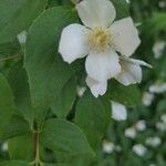 Philadelphus coronariusBlodyn