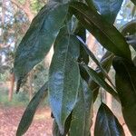 Castanospermum australe Лист