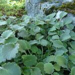 Saxifraga hirsuta Hábito