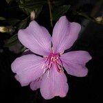 Pleroma mutabile Цветок