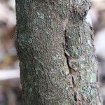 Searsia longipes Bark