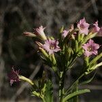 Nicotiana tabacum 花