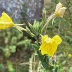 Oenothera biennis Flower