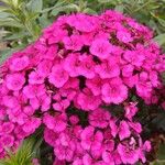 Dianthus barbatus Квітка