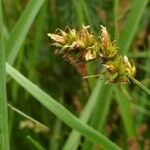 Carex cuprina ফুল