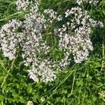 Valeriana officinalis花