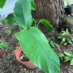 Heliconia stricta Leaf