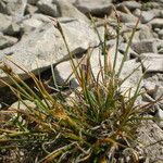 Carex glacialis عادت داشتن